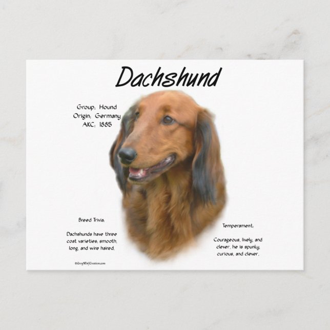 Carte Postale Dachshund (longhair) Conception de l'histoire (Devant)