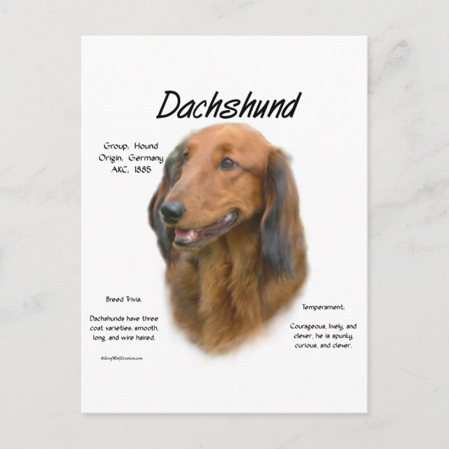 Carte Postale Dachshund (longhair) Conception de l'histoire (Devant)