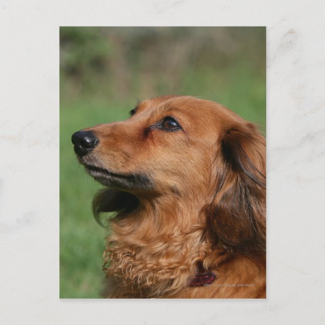 Carte Postale Dachshund miniature à cheveux longs 2 (Devant)