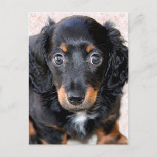 Carte Postale Dachshund miniature à long-Haired