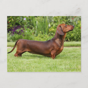 Carte Postale Dachshund miniature à poil lisse