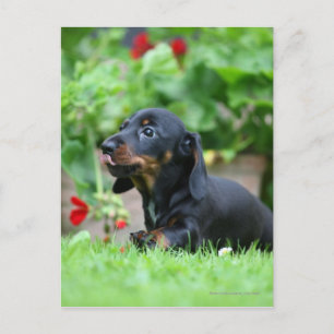 Carte Postale Dachshund miniature à poil lisse 1