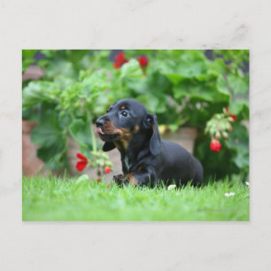 Carte Postale Dachshund miniature à poil lisse 1