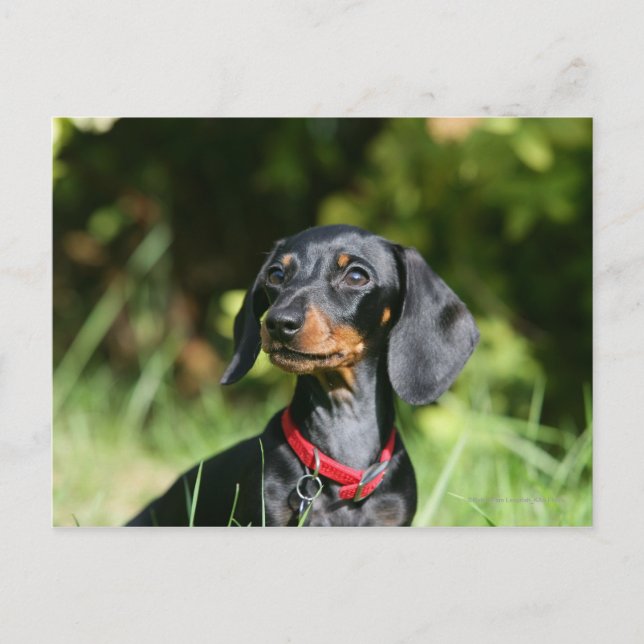 Carte Postale Dachshund miniature à poil lisse 3 (Devant)
