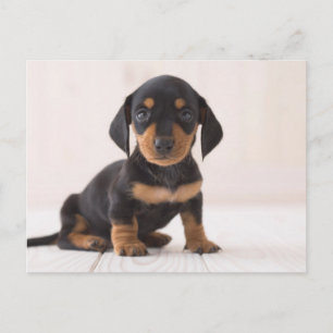Carte Postale Dachshund Miniature assis