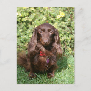 Carte Postale Dachshund miniature Brown aux cheveux longs