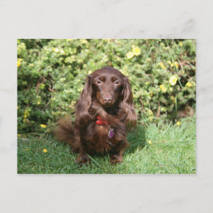 Carte Postale Dachshund miniature Brown aux cheveux longs