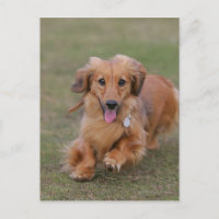 Dachshund Miniture en cours d'exécution