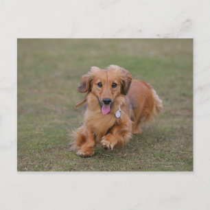 Carte Postale Dachshund Miniture en cours d'exécution