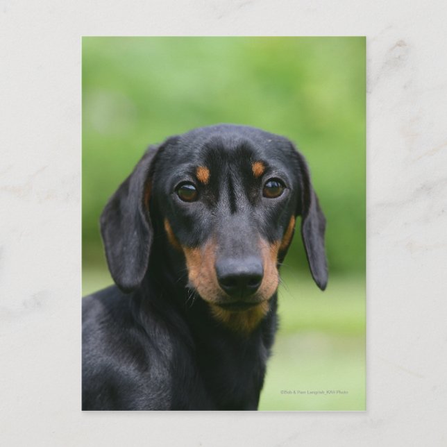 Carte Postale Dachshund noir et tan Miniture 1 (Devant)