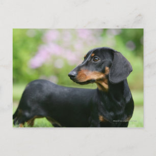 Carte Postale Dachshund noir et tean Miniture 2