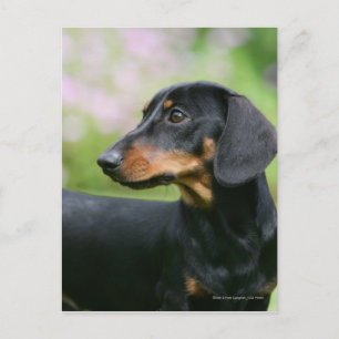 Carte Postale Dachshund noir et tean Miniture 2