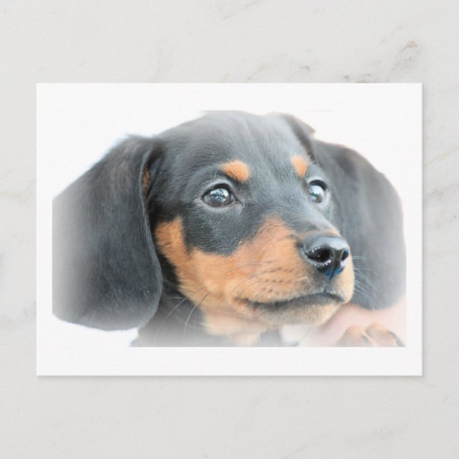 Carte Postale Dachshund Puppy (Devant)