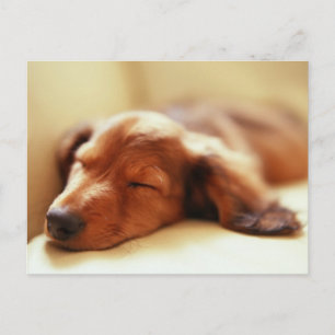 Carte Postale Dachshund sleeping