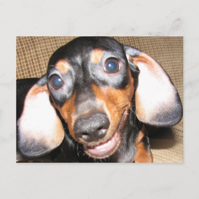 Carte Postale Dachshund souriant (Devant)