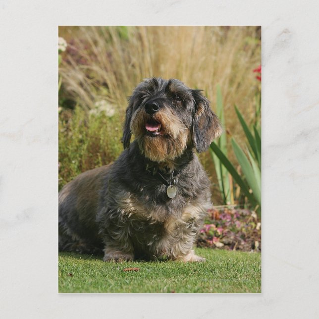 Carte Postale Dachshund standard à poils de fil (Devant)