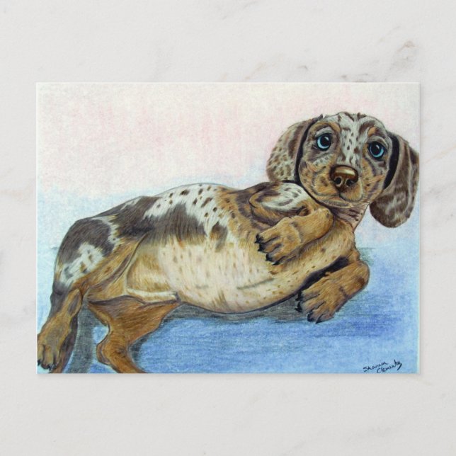 Carte Postale Dachshund Tummy (Devant)