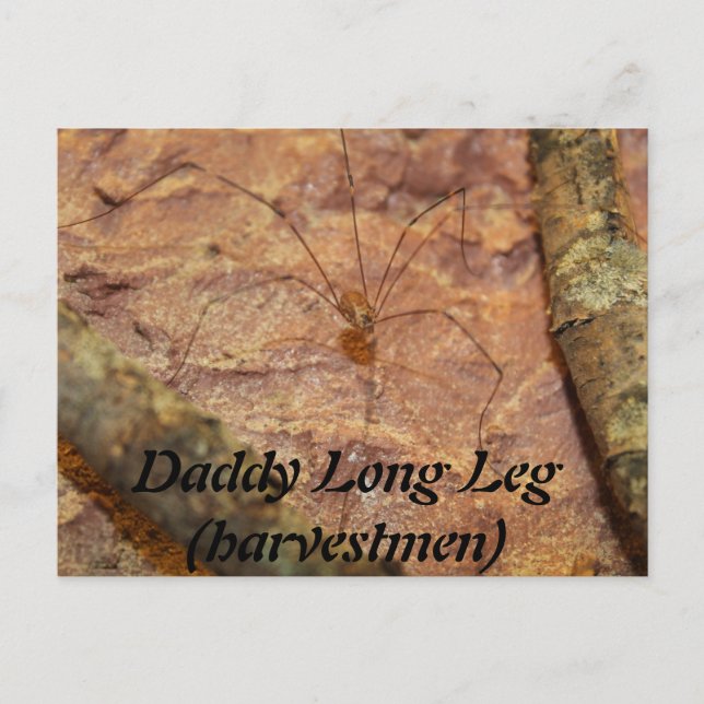 Carte Postale Daddy Long Leg (Harvestmen) Spider (Devant)