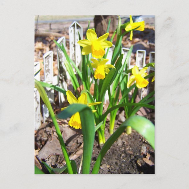 Carte postale Daffodil Dreams (Devant)