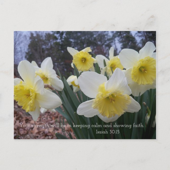Carte Postale Daffodil imprimé avec Ésaïe 30:15 (Devant)
