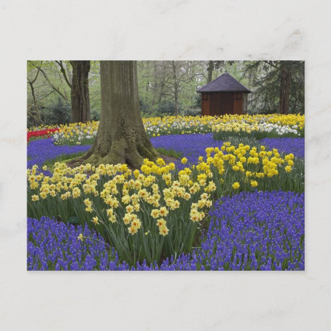 Carte Postale Daffodiles, jacinthe de raisin et jardin de tulipe (Devant)