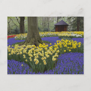 Carte Postale Daffodiles, jacinthe de raisin et jardin de tulipe