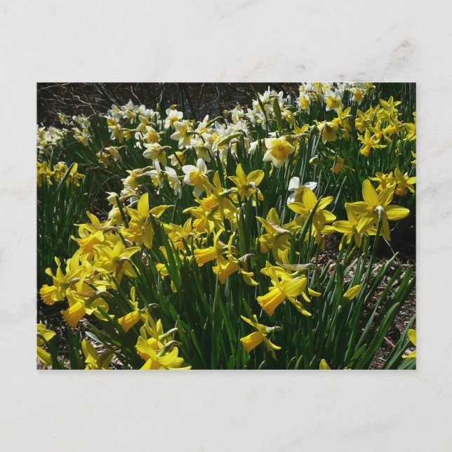 Carte Postale Daffodiles jaunes et blancs Fleurs de printemps (Devant)