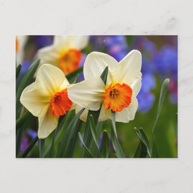 Carte Postale Daffodiles lumineuses (Devant)