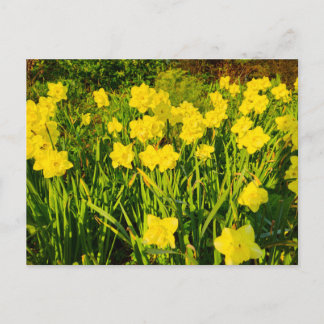 Carte Postale Daffodils 