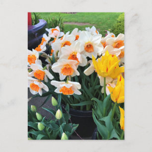 Carte Postale Daffodils et tulips, Oregon