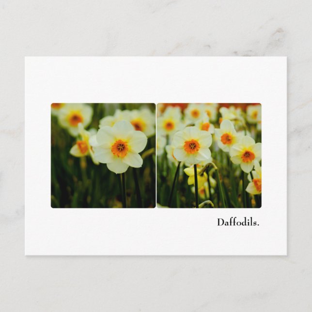Carte postale Daffodique (Devant)