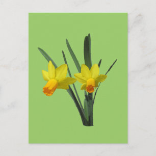 Carte postale - Daffodique