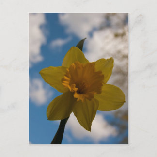 Carte Postale Daffodique au printemps