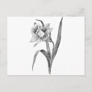 Carte Postale daffodique aux fleurs blanches noires vintage