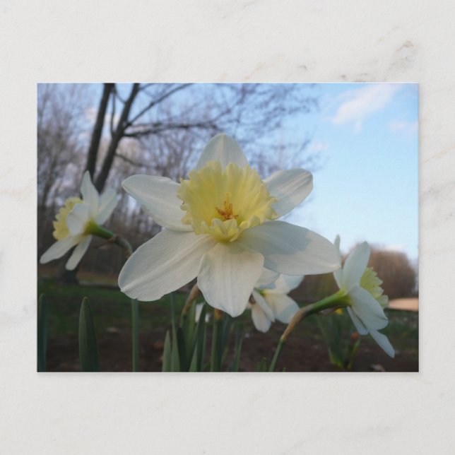Carte Postale Daffodique blanc (Devant)