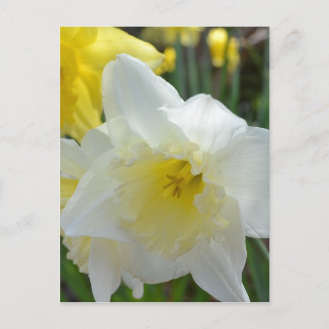 Carte Postale Daffodique blanc avec centre jaune (Devant)