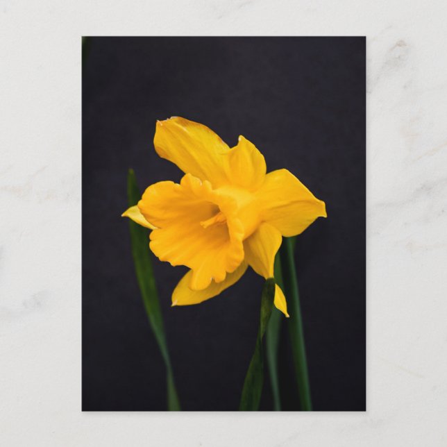Carte Postale Daffodique jaune (Devant)