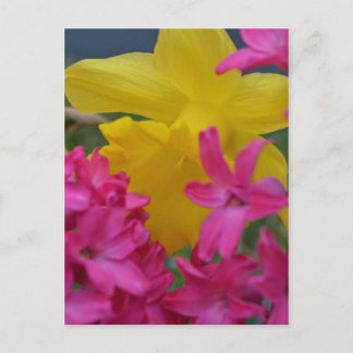 Carte Postale daffodique timide