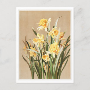 Carte postale Daffodique vintage