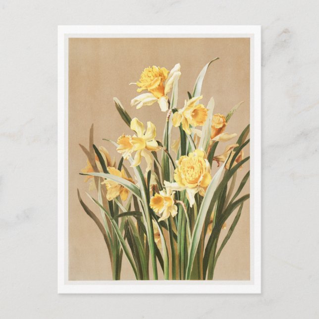 Carte postale Daffodique vintage (Devant)