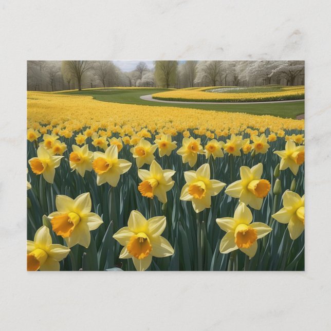 Carte postale Daffodiques (Devant)