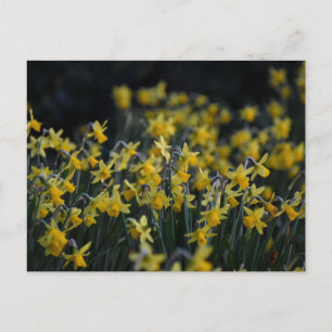 Carte Postale Daffodiques