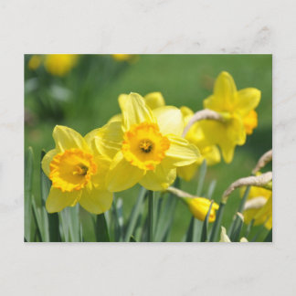 Carte Postale Daffodiques