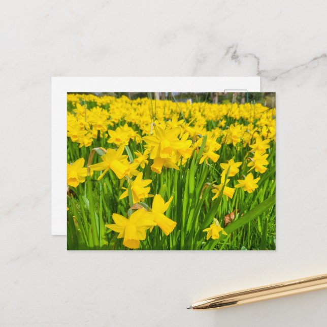 Carte Postale Daffodiques (Devant/Arrière en situation)