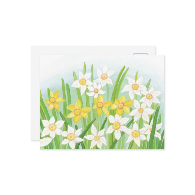 Carte Postale Daffodiques de printemps (Devant/Arrière en situation)