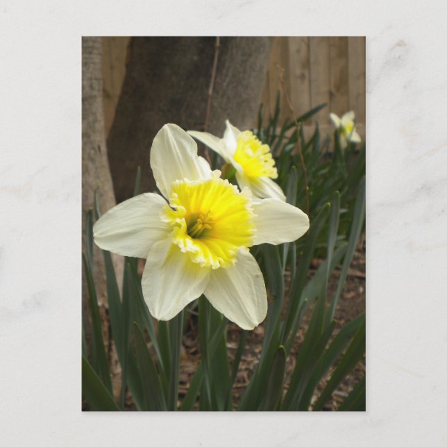 Carte postale Daffodiques de printemps (Devant)