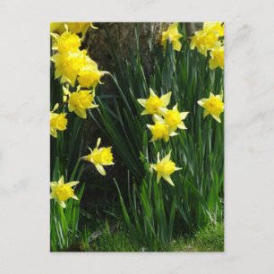 Carte Postale Daffodiques de printemps