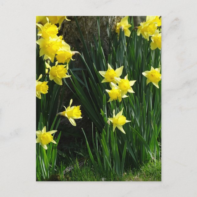 Carte Postale Daffodiques de printemps (Devant)