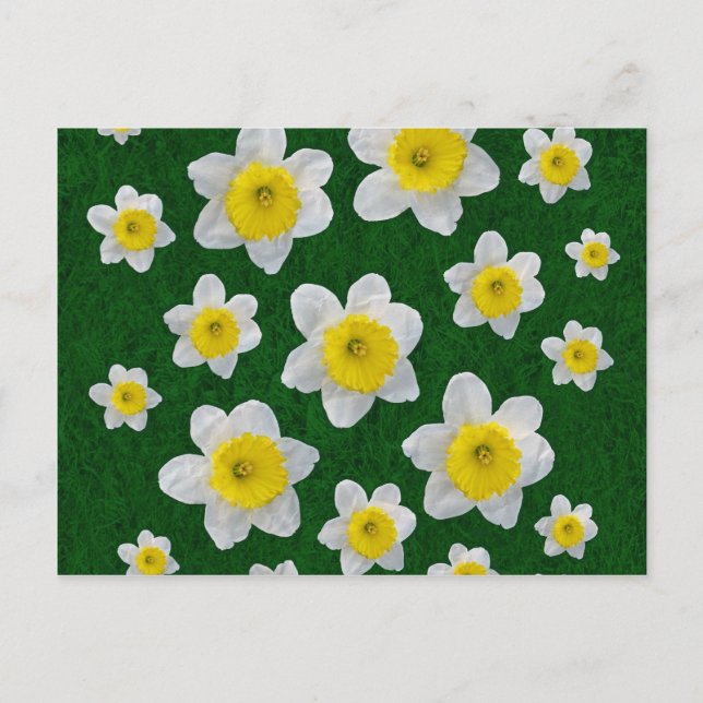 Carte Postale Daffodiques de printemps (Devant)