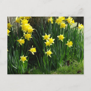 Carte Postale Daffodiques de printemps